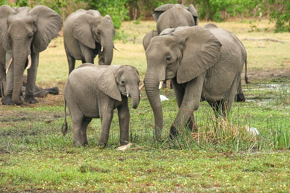 Les éléphants d'Afrique