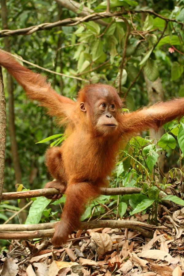 Jeune Orang-outan